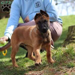 Easton, Belgian Malinois Puppy